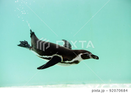 涼感を誘うペンギンの水槽 92070684