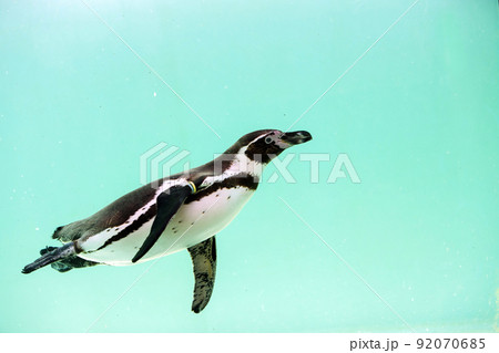 涼感を誘うペンギンの水槽 92070685