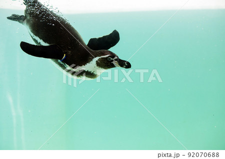 涼感を誘うペンギンの水槽 92070688