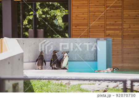 小諸市動物園 フンボルトペンギン 小諸市動物園 フンボルトペンギン 92070730