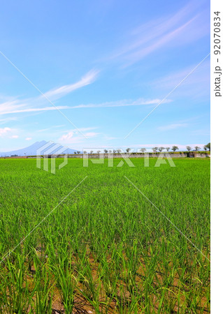 青森県田舎館村の初夏の田園風景と岩木山 青森県田舎館村の初夏の田園風景と岩木山 92070834