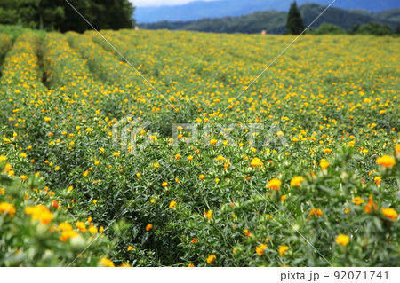 紅花の畑（山形県白鷹町） 92071741