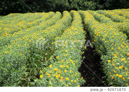紅花の畑（山形県白鷹町） 92071870
