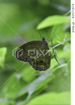 初夏に雑木林や公園で見られる大きなチョウ、オオヒカゲ 92071874