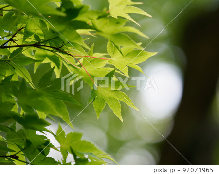5月の青紅葉 5月の青紅葉 92071965