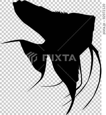 Tropical fish angelfish illustration 92072120