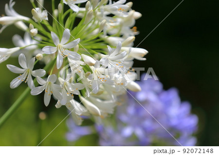 アガパンサス  (紫君子蘭) 92072148