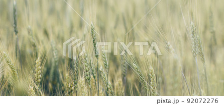 Bright ripe grain field. Yellow wheat against the blue sky. Harvesting period banner. Close up of ear of wheat, rye, barley, millet. Agriculture concept. Rich harvest background. Label design. Bright ripe grain field. Yellow wheat against the blue sky. Harvesting period banner. Close up of ear of wheat, rye, barley, millet. Agriculture concept. Rich harvest background. Label design. 92072276