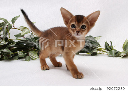 Abyssinian kitten, white wall background. Young beautiful purebred red short haired kitty. Small cute pets at cozy home. Top view banner. Funny adorable cats. Postcard concept. Close up, copy space. 92072280