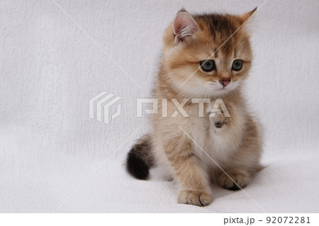 British shorthair kitten of golden color on white background and green leaves. Cute red chinchilla kitten. Pets at cozy home. Top down view web banner. Funny adorable pets cats. Postcard concept. British shorthair kitten of golden color on white background and green leaves. Cute red chinchilla kitten. Pets at cozy home. Top down view web banner. Funny adorable pets cats. Postcard concept. 92072281