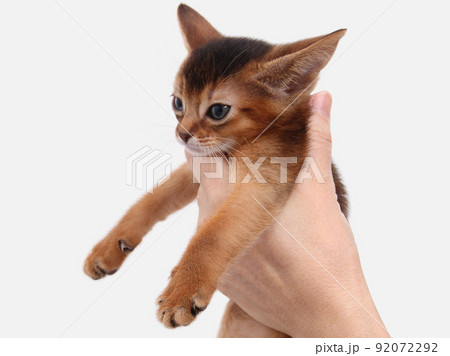Abyssinian kitten, white wall background. Young beautiful purebred red short haired kitty. Small cute pets at cozy home. Top view banner. Funny adorable cats. Postcard concept. Close up, copy space. Abyssinian kitten, white wall background. Young beautiful purebred red short haired kitty. Small cute pets at cozy home. Top view banner. Funny adorable cats. Postcard concept. Close up, copy space. 92072292