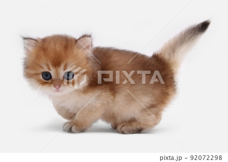 British longhair kitten on white background with green leaves. Golden chinchilla highlander. Cute fluffy kitten . Pets at cozy home. Top view web banner. Funny adorable pets cats. Postcard concept. 92072298