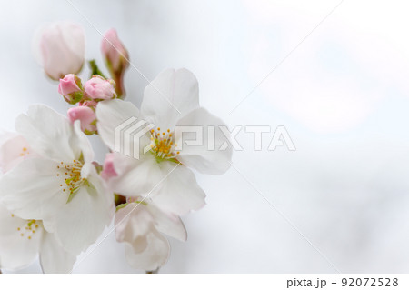 うららかな春の季節 光芒を浴びる 桜の花 クローズアップ うららかな春の季節 光芒を浴びる 桜の花 クローズアップ 92072528