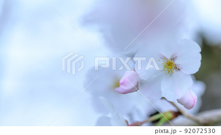 うららかな春の季節 光芒を浴びる 桜の花 クローズアップ うららかな春の季節 光芒を浴びる 桜の花 クローズアップ 92072530