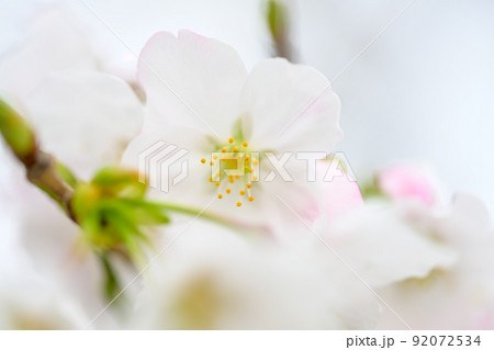 うららかな春の季節 光芒を浴びる 桜の花 クローズアップ うららかな春の季節 光芒を浴びる 桜の花 クローズアップ 92072534