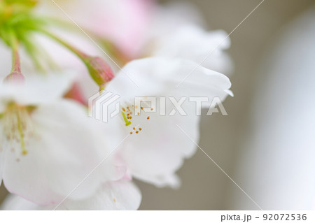 うららかな春の季節 光芒を浴びる 桜の花 クローズアップ うららかな春の季節 光芒を浴びる 桜の花 クローズアップ 92072536