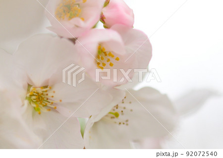 うららかな春の季節 光芒を浴びる 桜の花 クローズアップ うららかな春の季節 光芒を浴びる 桜の花 クローズアップ 92072540