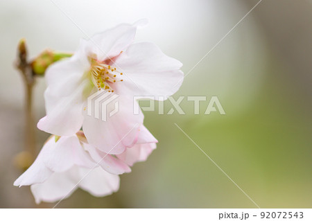 うららかな春の季節　光芒を浴びる　桜の花　クローズアップ 92072543