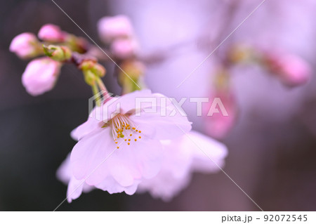 うららかな春の季節 光芒を浴びる 桜の花 クローズアップ うららかな春の季節 光芒を浴びる 桜の花 クローズアップ 92072545