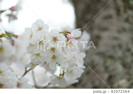 うららかな春の季節　光芒を浴びる　桜の花　クローズアップ 92072564