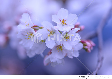 うららかな春の季節 光芒を浴びる 桜の花 クローズアップ うららかな春の季節 光芒を浴びる 桜の花 クローズアップ 92072565