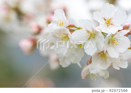 うららかな春の季節 光芒を浴びる 桜の花 クローズアップ うららかな春の季節 光芒を浴びる 桜の花 クローズアップ 92072566