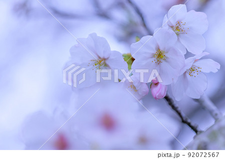うららかな春の季節 光芒を浴びる 桜の花 クローズアップ うららかな春の季節 光芒を浴びる 桜の花 クローズアップ 92072567