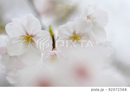 うららかな春の季節 光芒を浴びる 桜の花 クローズアップ うららかな春の季節 光芒を浴びる 桜の花 クローズアップ 92072568