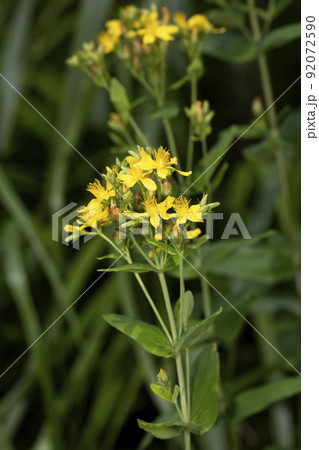 オトギリソウ 92072590