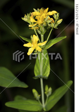 オトギリソウ 92072591