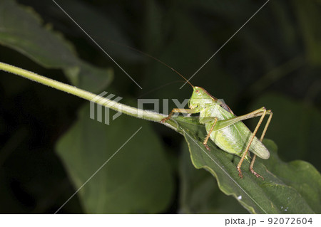 キリギリス キリギリス 92072604
