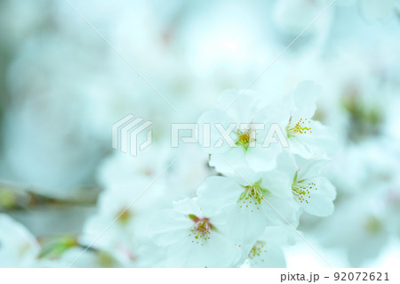 うららかな春の季節 光芒を浴びる 桜の花 クローズアップ うららかな春の季節 光芒を浴びる 桜の花 クローズアップ 92072621