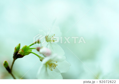 うららかな春の季節　光芒を浴びる　桜の花　クローズアップ 92072622