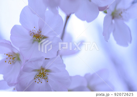 うららかな春の季節　光芒を浴びる　桜の花　クローズアップ 92072625