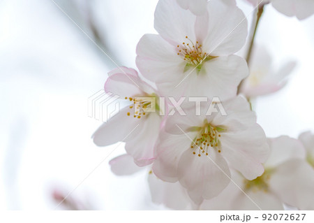 うららかな春の季節 光芒を浴びる 桜の花 クローズアップ うららかな春の季節 光芒を浴びる 桜の花 クローズアップ 92072627