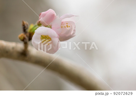 うららかな春の季節　光芒を浴びる　桜の花　クローズアップ 92072629