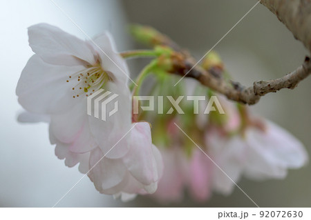 うららかな春の季節 光芒を浴びる 桜の花 クローズアップ うららかな春の季節 光芒を浴びる 桜の花 クローズアップ 92072630