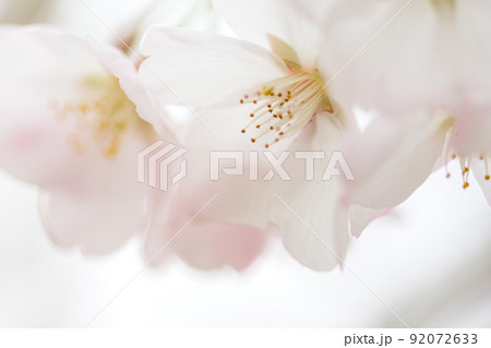 うららかな春の季節 光芒を浴びる 桜の花 クローズアップ うららかな春の季節 光芒を浴びる 桜の花 クローズアップ 92072633