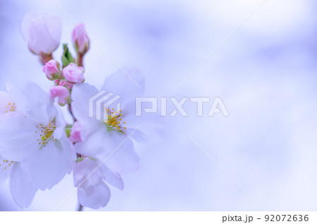 うららかな春の季節　光芒を浴びる　桜の花　クローズアップ 92072636