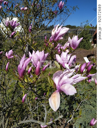 Blossoming of pink magnolia flowers with green leaves in spring time, floral natural seasonal background 92072689