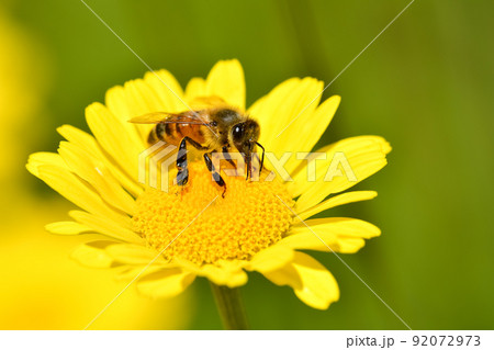 ミツバチ 92072973