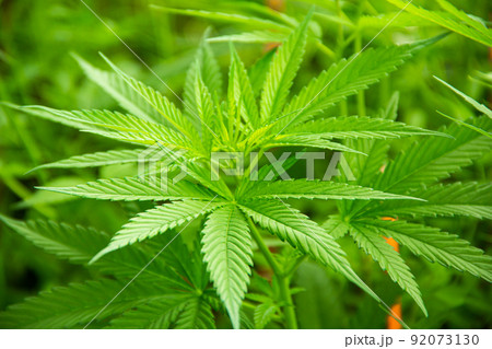 Young green leaf cannabis indica 92073130