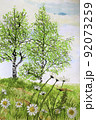 Birches and camomiles on meadow 92073259