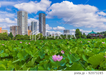 蓮の花咲く不忍池と都市風景 東京 蓮の花咲く不忍池と都市風景 東京 92073285