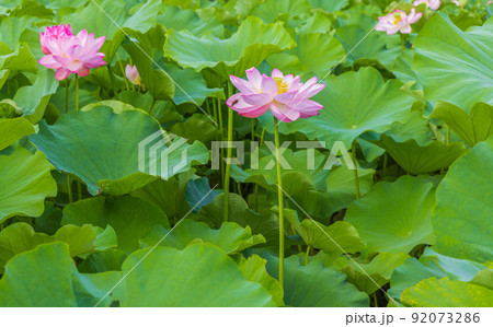 蓮 92073286