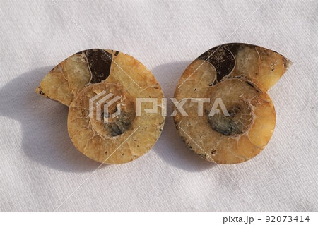 アンモナイト　Ammonite　化石　絶滅　隔壁　連室　切断面 92073414