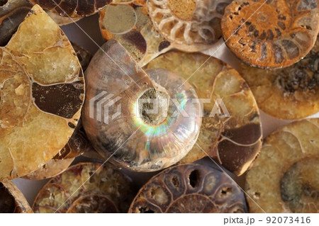 アンモナイト Ammonite 化石 絶滅 隔壁 連室 切断面 アンモナイト Ammonite 化石 絶滅 隔壁 連室 切断面 92073416