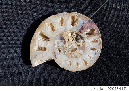 アンモナイト　Ammonite　化石　絶滅　隔壁　連室　切断面 92073417