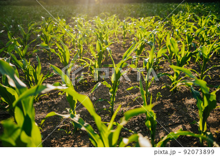 Young fresh green plants corn growing on farmland or field. Fertile black rich soil, chernozem Young fresh green plants corn growing on farmland or field. Fertile black rich soil, chernozem 92073899