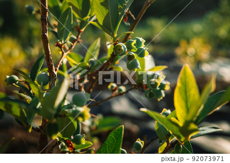 Ripening still green berries. Organic blueberry bush in country garden, golden hour sunny background Ripening still green berries. Organic blueberry bush in country garden, golden hour sunny background 92073971